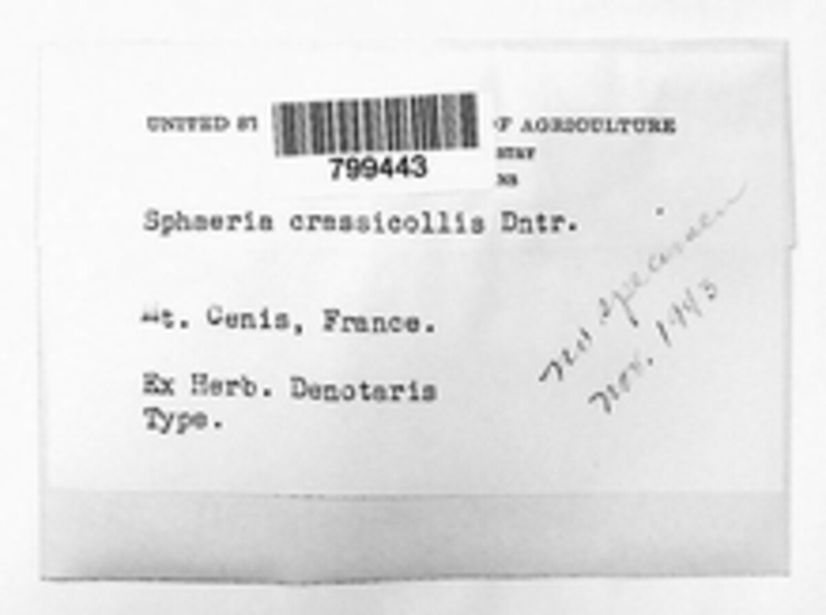 Sphaeria crassicollis image